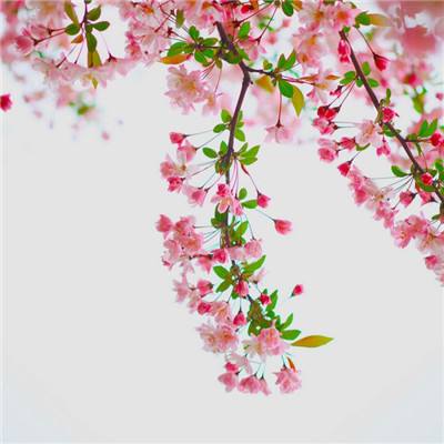 三国神兽攻略公益服手游下载